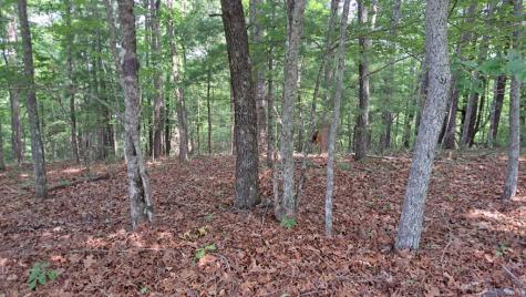31 Acres Upper Bear Paw Road Murphy NC 28906