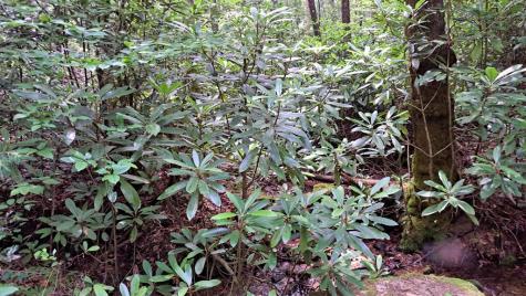 31 Acres Upper Bear Paw Road Murphy NC 28906