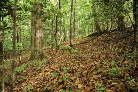 Tract 2 Century Lane Blue Ridge GA 30513