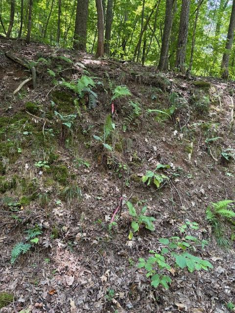 0 Mountain View Court Ellijay GA 30536