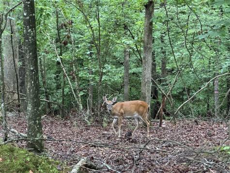 Lt #222 Mohawk Trail Ellijay GA 30540