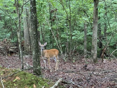 Lt #222 Mohawk Trail Ellijay GA 30540