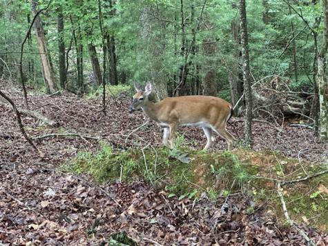 Lt #222 Mohawk Trail Ellijay GA 30540