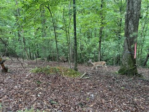 Lt #222 Mohawk Trail Ellijay GA 30540