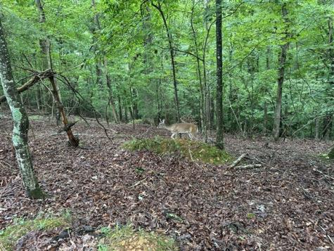 Lt #222 Mohawk Trail Ellijay GA 30540