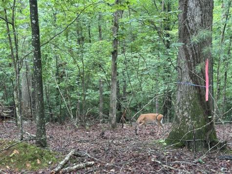 Lt #222 Mohawk Trail Ellijay GA 30540