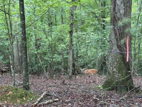 Lt #222 Mohawk Trail Ellijay GA 30540