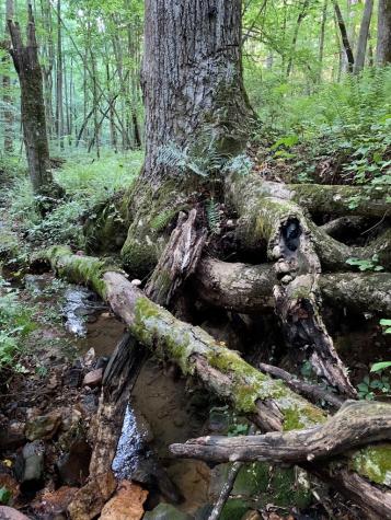 Lot 7 Highpoint Ridge Road Ellijay GA 30536