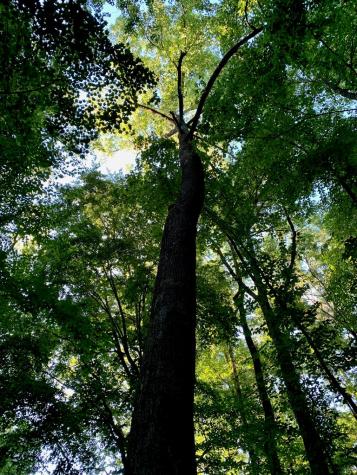 Lot 7 Highpoint Ridge Road Ellijay GA 30536