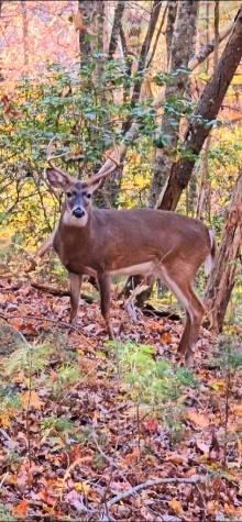 Lot 4 Gold Ridge Trail Cherry Log GA 30522