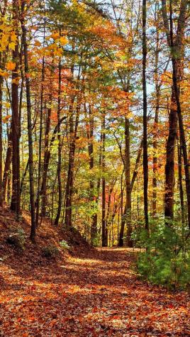 Lot 4 Gold Ridge Trail Cherry Log GA 30522