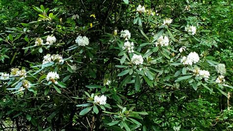 Lot 4 Gold Ridge Trail Cherry Log GA 30522