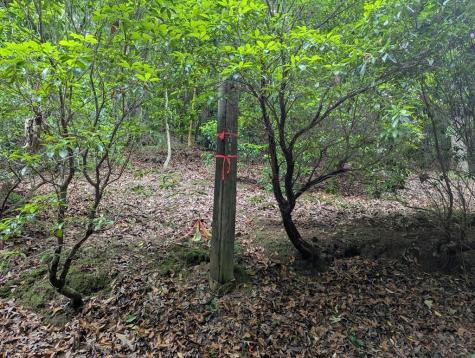 00 Wildwood Trail Ellijay GA 30540