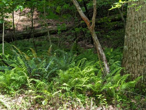 00 Wildwood Trail Ellijay GA 30540