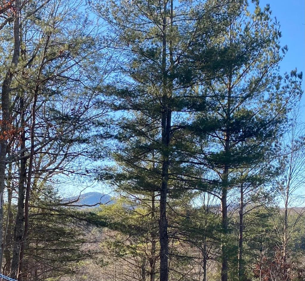 201 Cottage Lane Blairsville GA 30512