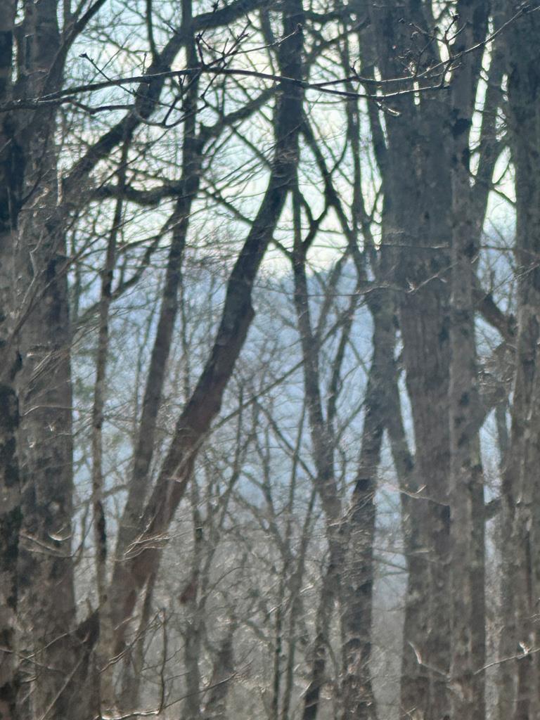 Lot 22 Blue Horizon Drive Blue Ridge GA 30513