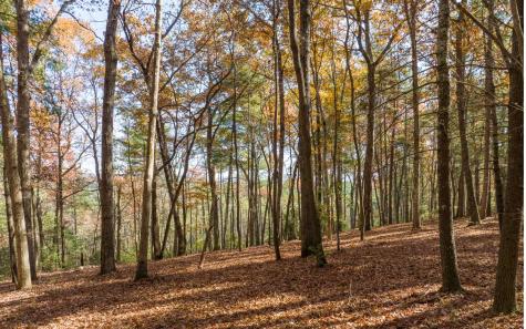 1 Trail Old Anderson Creek Ellijay GA 30536
