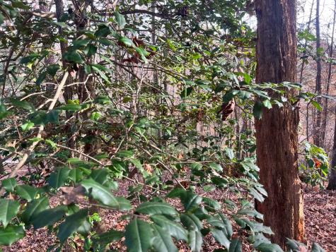 71 Dryad Court Ellijay GA 30540