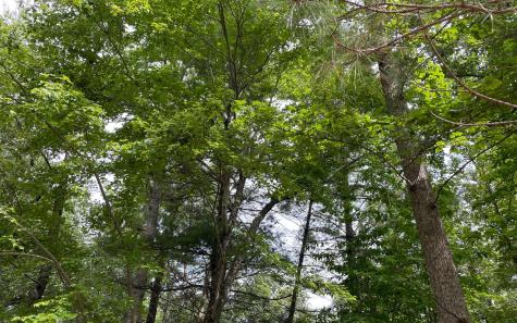 LOT13 Sour Apple Lane Blairsville GA 30512