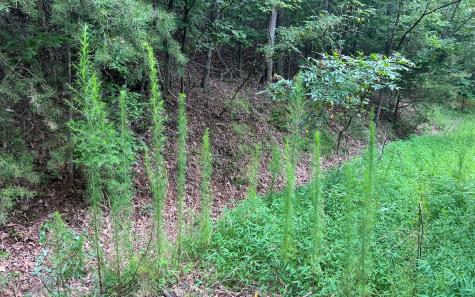 Lot 12 The Preserve At Beach Mountain Brasstown NC 28902