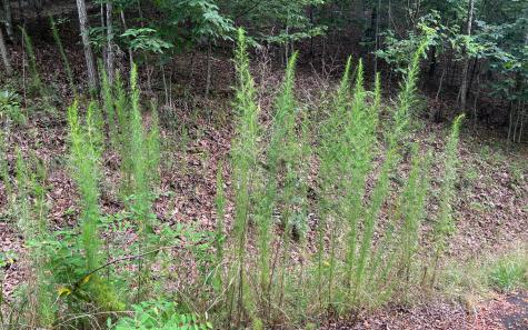 Lot 12 The Preserve At Beach Mountain Brasstown NC 28902