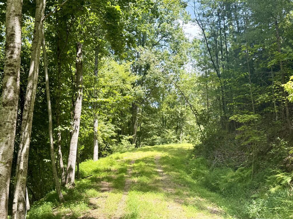 Lot 8 Wild Laurel Brasstown NC 28902