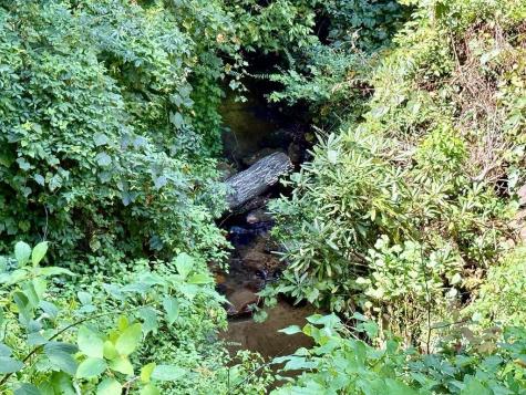 Lot 8 Wild Laurel Brasstown NC 28902