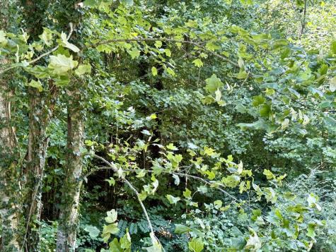 Lot 8 Wild Laurel Brasstown NC 28902
