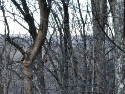 280 Andes Ridge Ellijay GA 30536