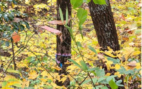 14 Ac Old Burnt Mountain Ellijay GA 30540