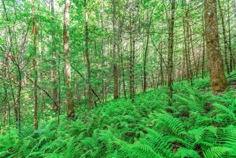 Lot 13 Shady Pine Trail Ellijay GA 30540