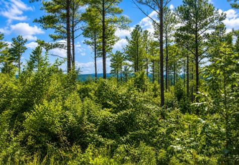 Lot 62 Seven Mile Creek Road Talking Rock GA 30175