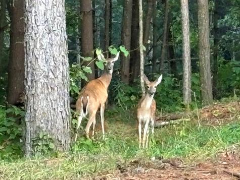 396 Mt. Springer Road Ellijay GA 30540