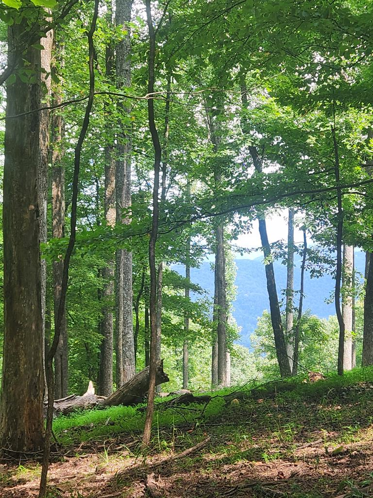 Lt M212e Walnut Ridge Ellijay GA 30540