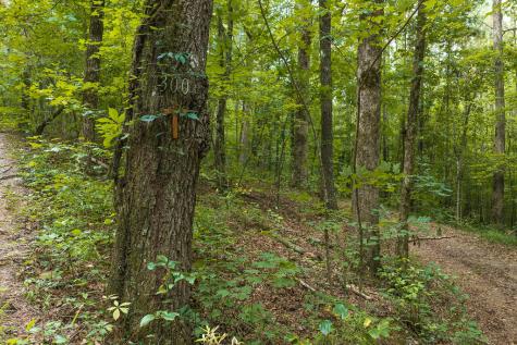 300 Sumac Lane Ellijay GA 30540