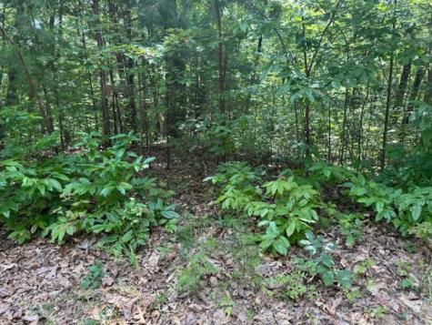 14 Abbott Mill Road Ellijay GA 30540