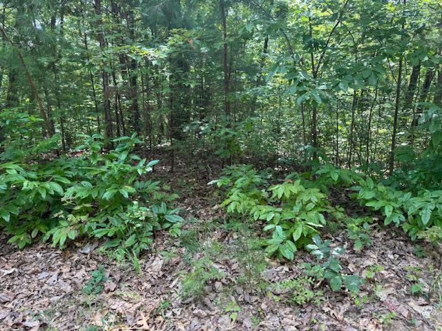 14 Abbott Mill Road Ellijay GA 30540