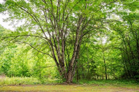 Lot 29 Hidden Forest Lane Hayesville NC 28904
