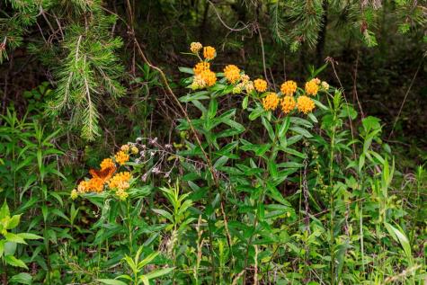Lot 29 Hidden Forest Lane Hayesville NC 28904