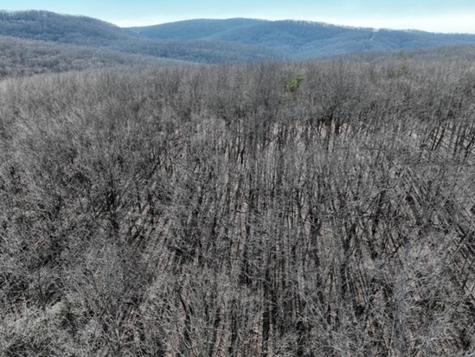 184 Street Andrews Way Ellijay GA 30536