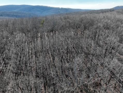 184 Street Andrews Way Ellijay GA 30536