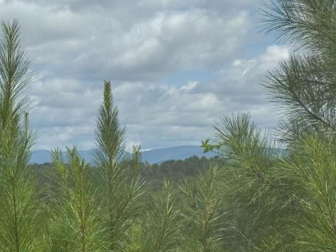 Lt 115 Ridge Wood Trail Ellijay GA 30546