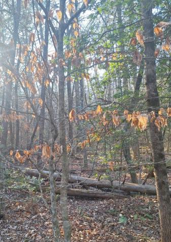 Lots Mill Creek Acres Blue Ridge GA 30513