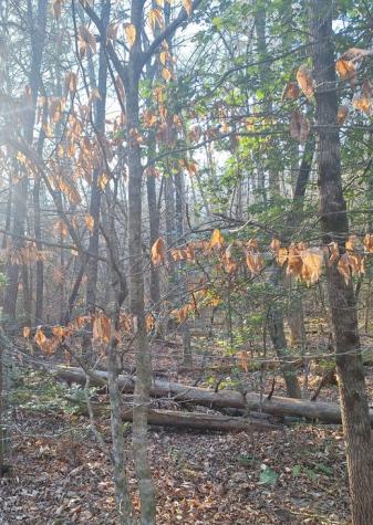 Lots Mill Creek Acres Blue Ridge GA 30513