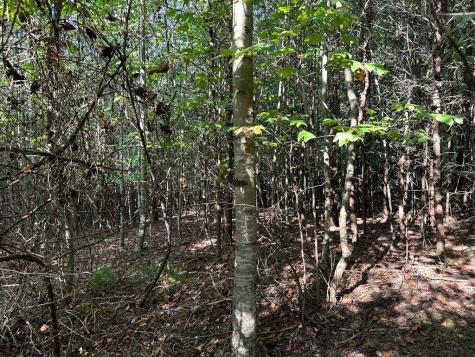 Tract 1 Kyle-arp Blue Ridge GA 30513