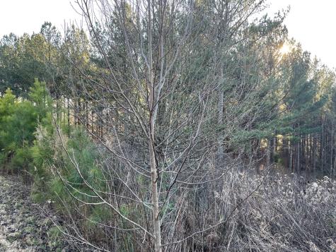 Lot 39 Pinehurst Blairsville GA 30512