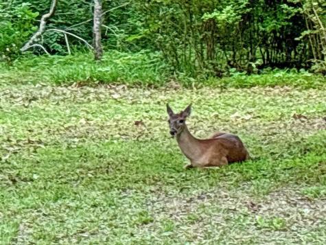 Lt 5 Spiva Cove Road Blairsville GA 30512