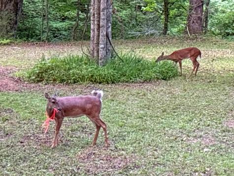Lt 5 Spiva Cove Road Blairsville GA 30512