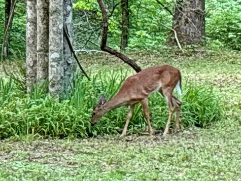 Lt 5 Spiva Cove Road Blairsville GA 30512