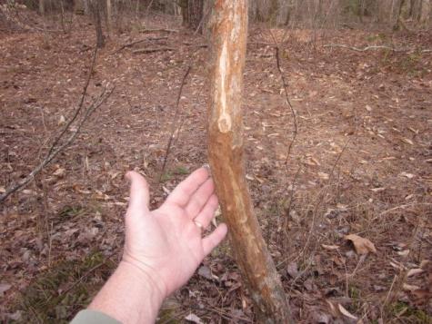 0 Sparks Way Talking Rock GA 30175